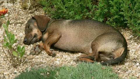 Wird junger Hund