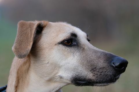 marokkanischer Windhund Sloughi