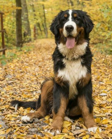 Berner Sennenhund, Herbstwald, Siebenbürgen, Rumänien