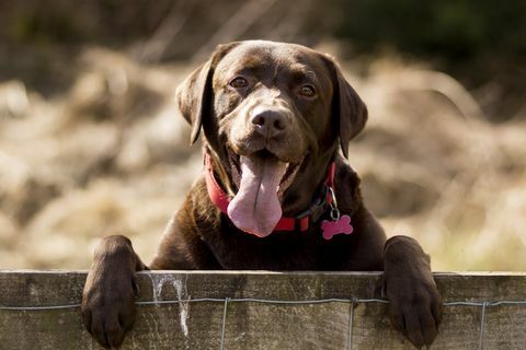 Schokoladen Labrador