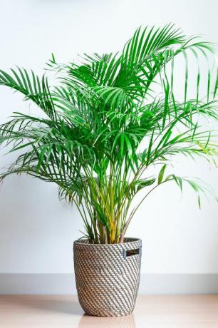 beliebte zimmerpflanzen arecapalme, chrysalidocarpus lutescens, in einem weidenkorb, isoliert vor einer weißen wand auf einem holzboden