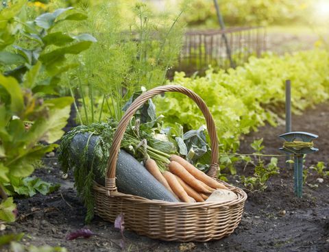 Checkliste für Gartenjobs im September