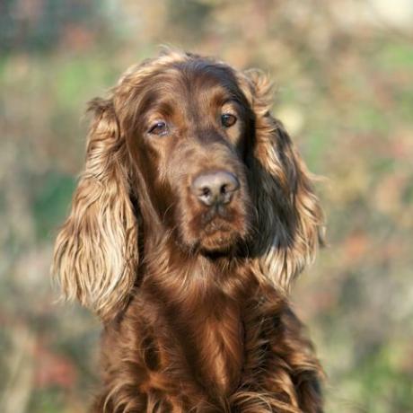 Irish Setter