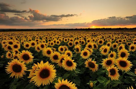 Feld von Sonnenblumen