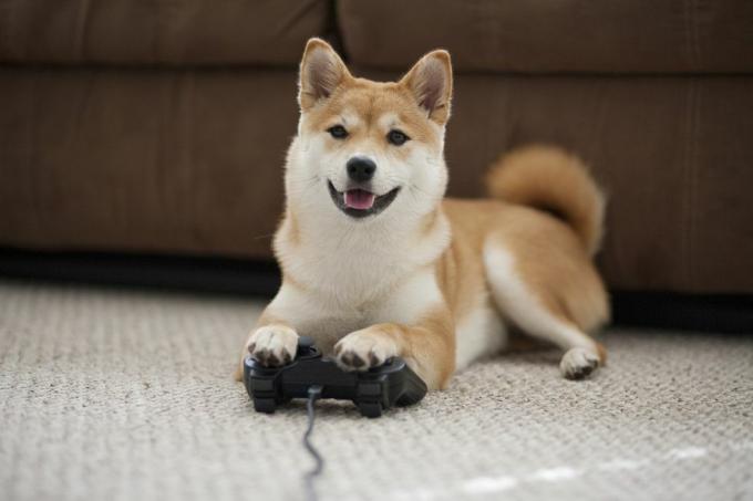 Hund spielt Spiele