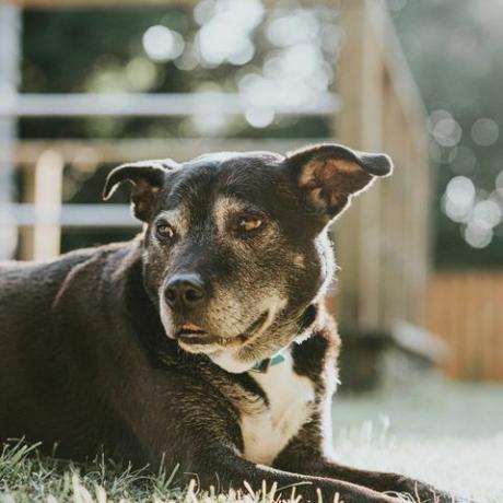 schwarzer Hund, der in einem sonnigen Garten auf dem Gras liegt