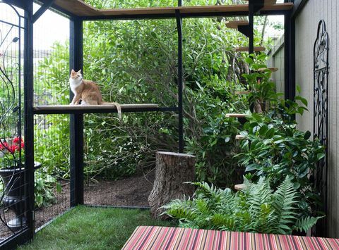 catio Katzengehege