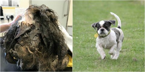 Trooper Dog Transformation - verfilztes Fell