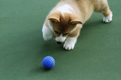 Corgi Welpe und blaue Kugel