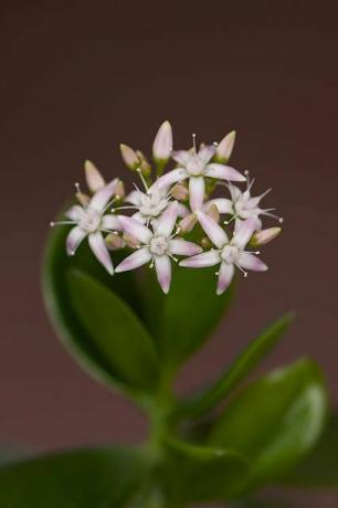 Crassula ovata mit Blüten, bekannt als Jadepflanze, Freundschaftsbaum, Glückspflanze oder Geldbaum