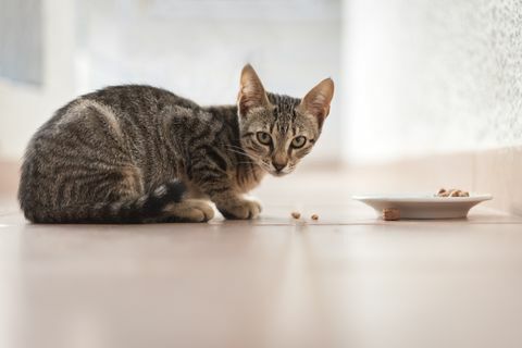 Kätzchen der getigerten Katze, das draußen von einer Schüssel isst