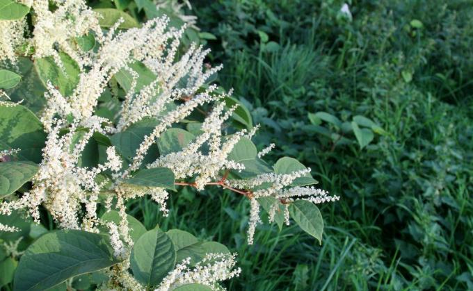 Blühender japanischer Staudenknöterich, invasives Unkraut, das gemäß dem Umweltschutzgesetz von 1990 als kontrollierter Abfall eingestuft ist und aus dem es wächst Winzige Rhizomfragmente bilden das unterirdische Netzwerk aus Stängeln und Wurzeln, es breitet sich leicht aus und kann sich seinen Weg durch Beton und andere bahnen Asphalt, seine Wurzeln können hier in Großbritannien bis zu 3 m tief reichen. Wenn Sie dieses Unkraut in Ihrem Garten haben, kann dies den Wert Ihres Hauses um ein Vielfaches senken mehrere Tausend