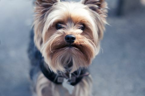 Yorkshire-Terrier