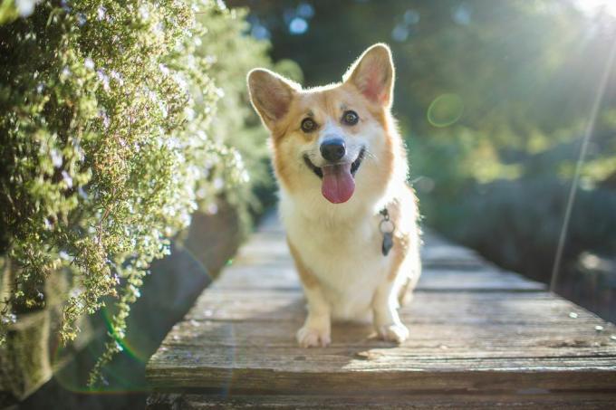 Hintergrundbeleuchteter Corgi-Hund, der draußen glücklich aussieht