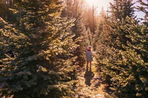 Weihnachtsbaumfarm - Mädchen, das zwischen Reihen geht