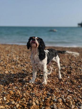 eine Ärztin, die ihrem Hund dafür dankt, dass er während der Pandemie dort war