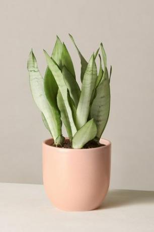 Sansevieria 'Mondschein'