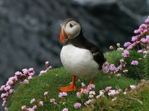 Papageientaucher in den Shetlandinseln