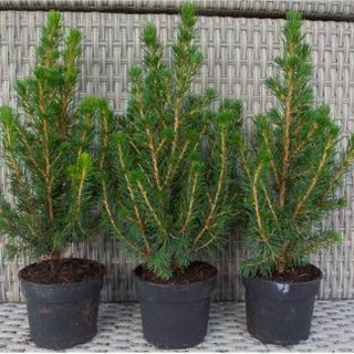 Mini-Weihnachtsbäume - Picea - Ideal für die Tischdekoration