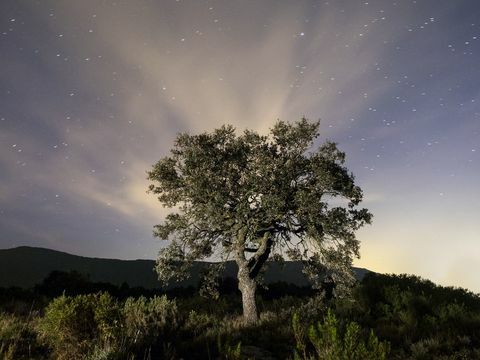 Sterne im nächtlichen Himmel der Landschaft