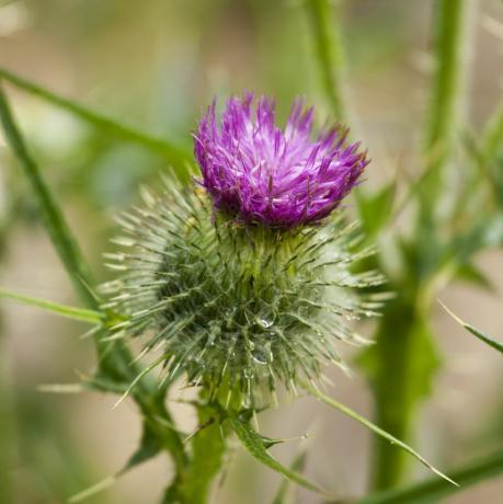 Speerdistel, schottische Distel, im englischen Country Garden, Großbritannien