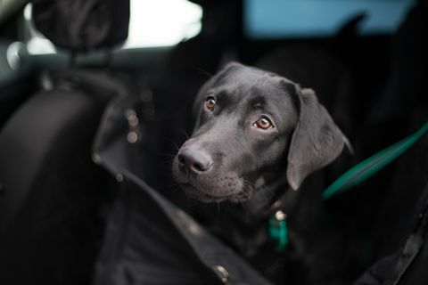 schwarzer Labrador im automatischen Hängemattentransformator