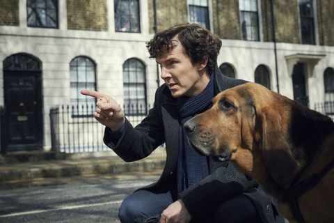 Benedict Cumberbatch als Sherlock mit einem Hund in der BBC-TV-Show