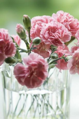 die terrasse der hütte, rosa nelken, die dem muttertag gewidmet sind, vor dem naturhintergrund. etwa 15 rosa nelkenblüten sind in einer glasschale in einem sanften licht gegen frisches grün gepflanzt