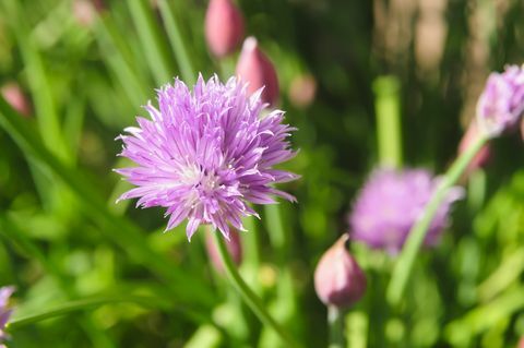 Schnittlauch (Allium schoenoprasum) in Blüte