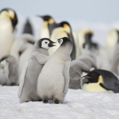 Valentinstag Wortspiele Tiere