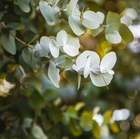 Eukalyptuslaub, Bokeh im Hintergrund