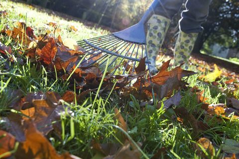 Gärtner, der gefallenen Autumn Leaves vom Garten-Rasen aufrechnet