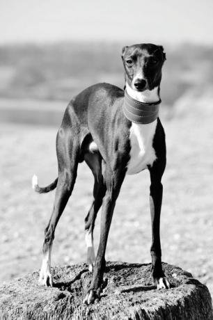 italienischer windhund, der auf felsen steht