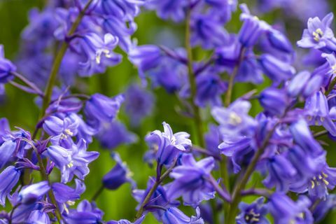 Garten Bluebells Blume