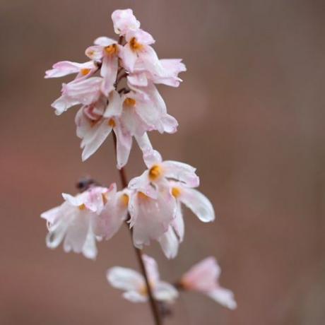 Frühlingsblumen – weiße Forsythie