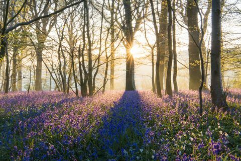 Glockenblumen im gemischten Wald bei Sonnenaufgang