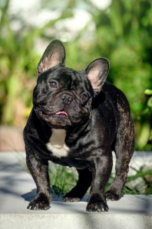 Porträt einer süßen gestromten französischen Bulldogge, die tagsüber in einem Park steht