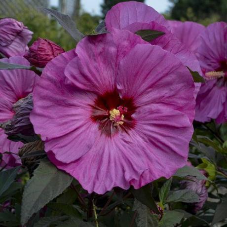 Sommerlicher winterharter Hibiskus „Berry Awesome“.