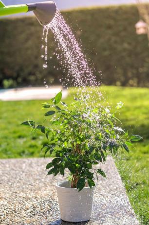 Bewässerung des grünen Blumentopfs im Garten an einem strahlend sonnigen Sommertag aus der Gießkanne. Kleiner Ficus-Benjamina-Strauch im weißen Topf unter Wassertropfen im Sonnenlicht