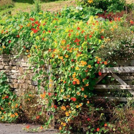 Ideen für Gartengrenzen