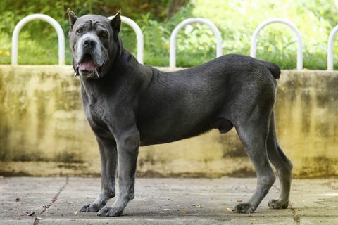 Hund Cane Corso Erwachsener