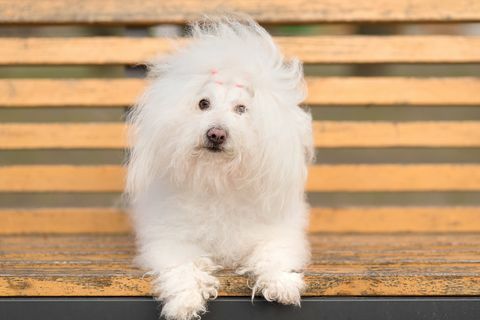 Bichon Havaneser Hund auf Banch