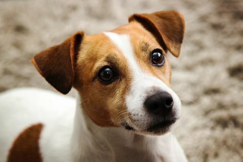 Jack Russel Hund