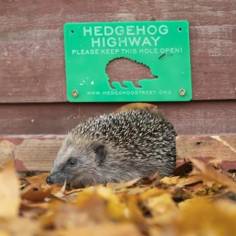 Igel Autobahn