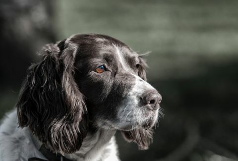 Englischer Springerspaniel