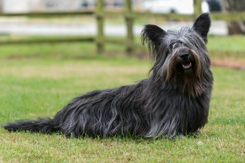 Skye Terrier sitzt auf dem Feld