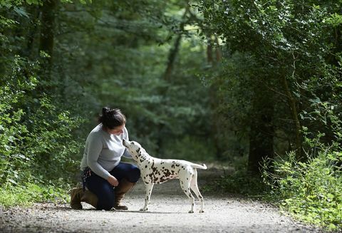 Hund auf Waldspaziergang