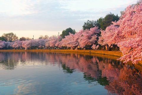Japan pflanzt 1.000 seiner legendären Kirschblütenbäume in Großbritannien