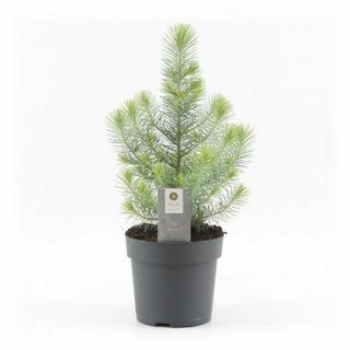 Mini-Weihnachtsbaum – Silver Crest Pine