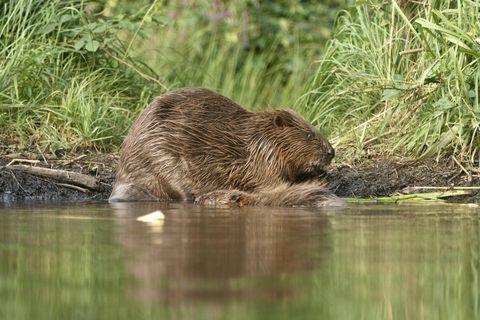 Europäischer Biber (Rizinusfaser) mit Jungtier im Wasser, nahe Grimma, Sachsen, Deutschland